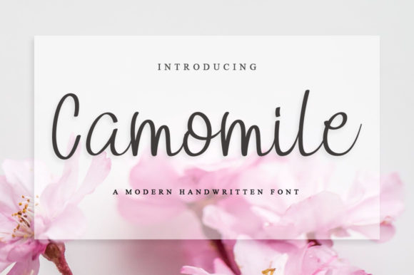 Camomile: A Handwritten Font for Elegant Editorial Design